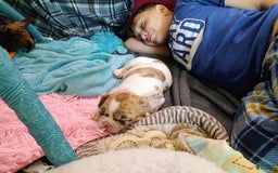 French Bulldog dogs for sale: Athena Akc - Image 29
