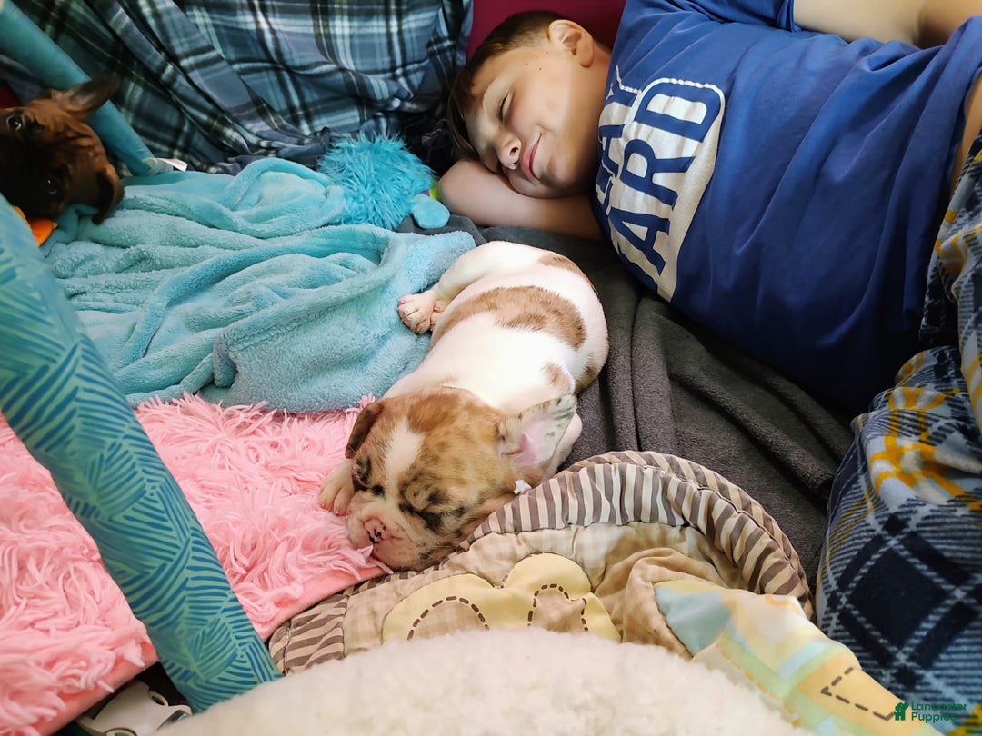 French Bulldog dogs for sale: Athena Akc - Image 29