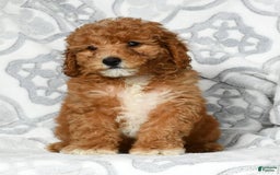 Mini Goldendoodle dogs for sale: Daisy - Image 6