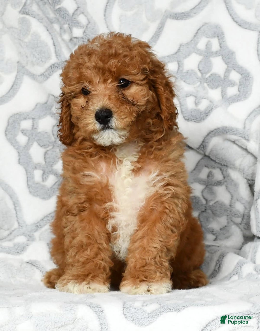 Mini Goldendoodle dogs for sale: Daisy - Image 6
