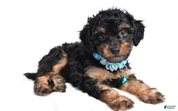 Cavapoo dogs for sale: Brooklyn - Image 7