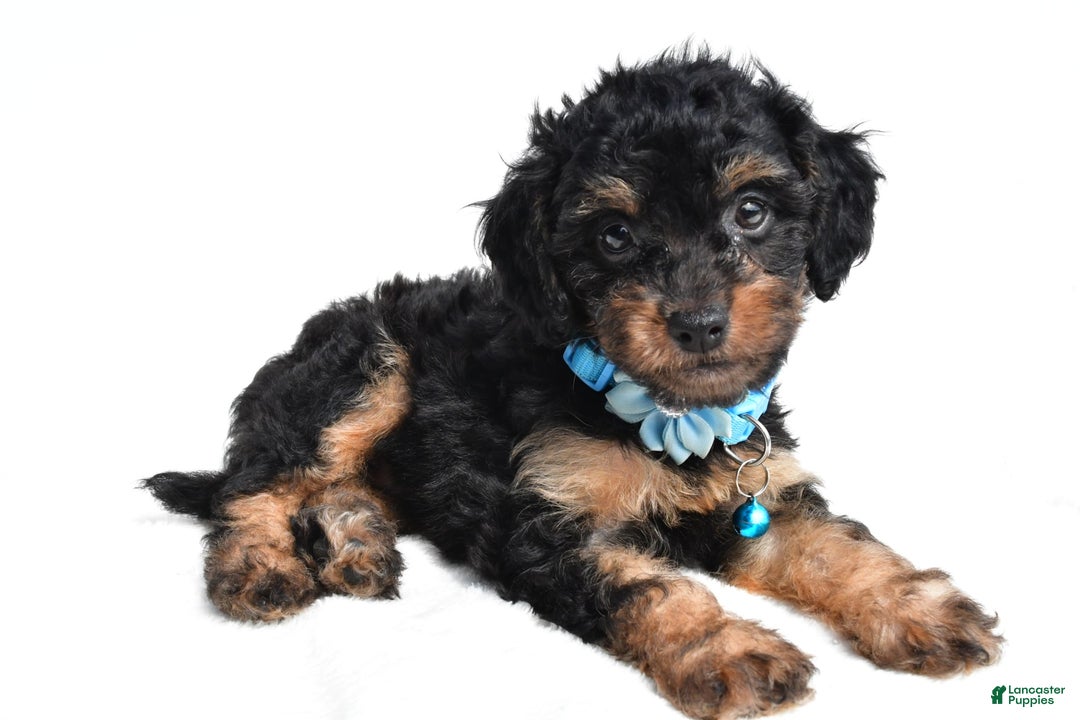 Cavapoo dogs for sale: Brooklyn - Image 7