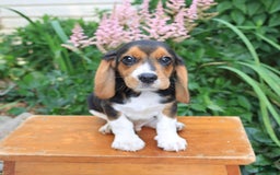 Beagle dogs for sale: Digger - Image 4