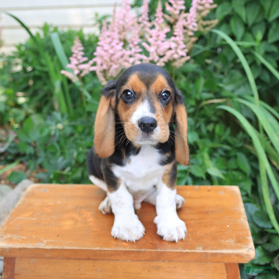 Beagle dogs for sale: Digger - Image 4