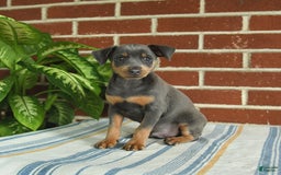 Miniature Pinscher dogs for sale: Jersey - Image 10