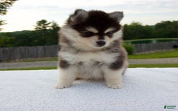 Pomsky dogs for sale: Lacey - Image 6
