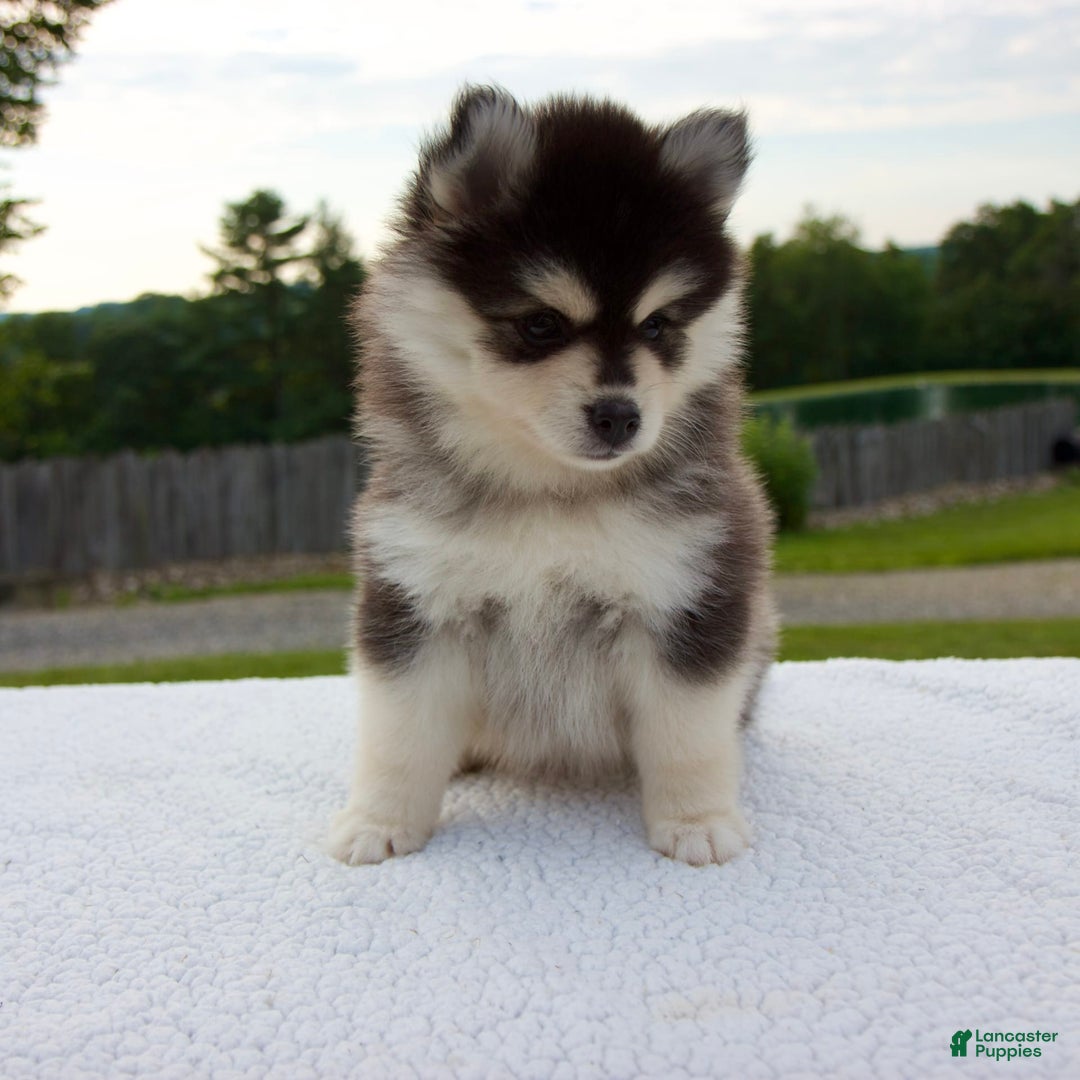 Pomsky dogs for sale: Lacey - Image 6