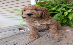 Goldendoodle dogs for sale: Maggie - Image 15