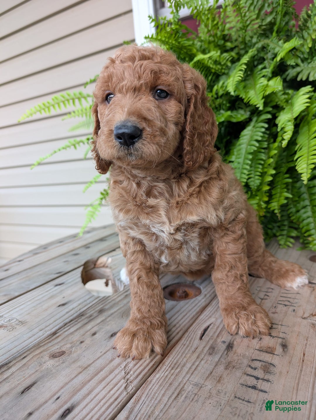 Goldendoodle dogs for sale: Maggie - Image 15