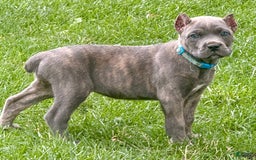 Cane Corso dogs for sale: Blu - Image 11