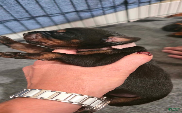 Doberman Pinscher dogs for sale - Ad 4