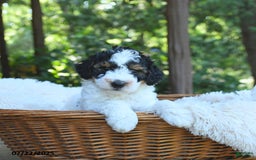 Miniature Poodle dogs for sale: Lenny - Image 5