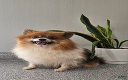 Pomeranian dogs for sale: Cuddles - Image 2