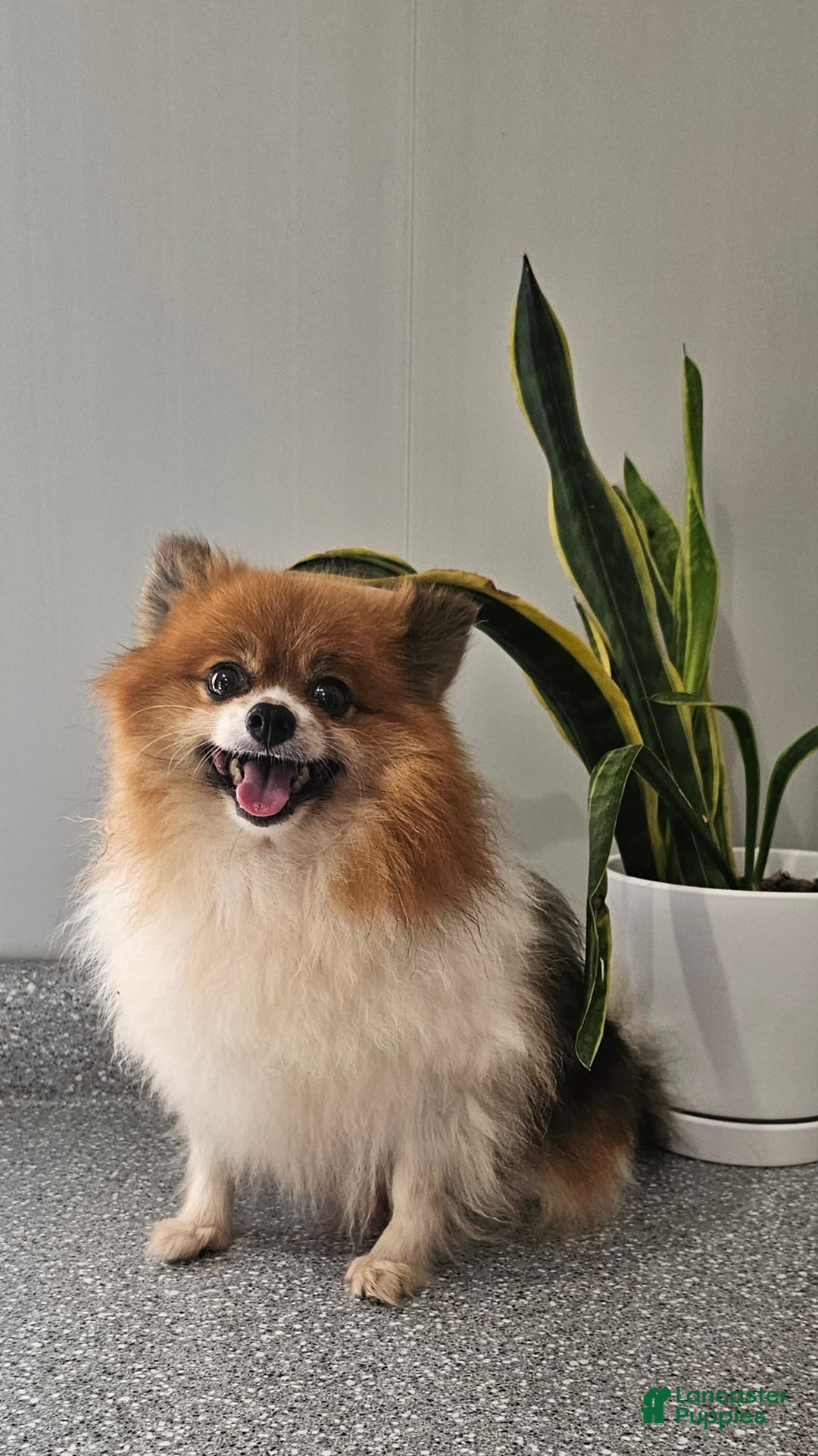 Pomeranian dogs for sale: Cuddles - Image 2