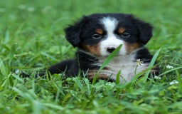 Bernese Mountain Dog dogs for sale: Sweetheart - Image 10