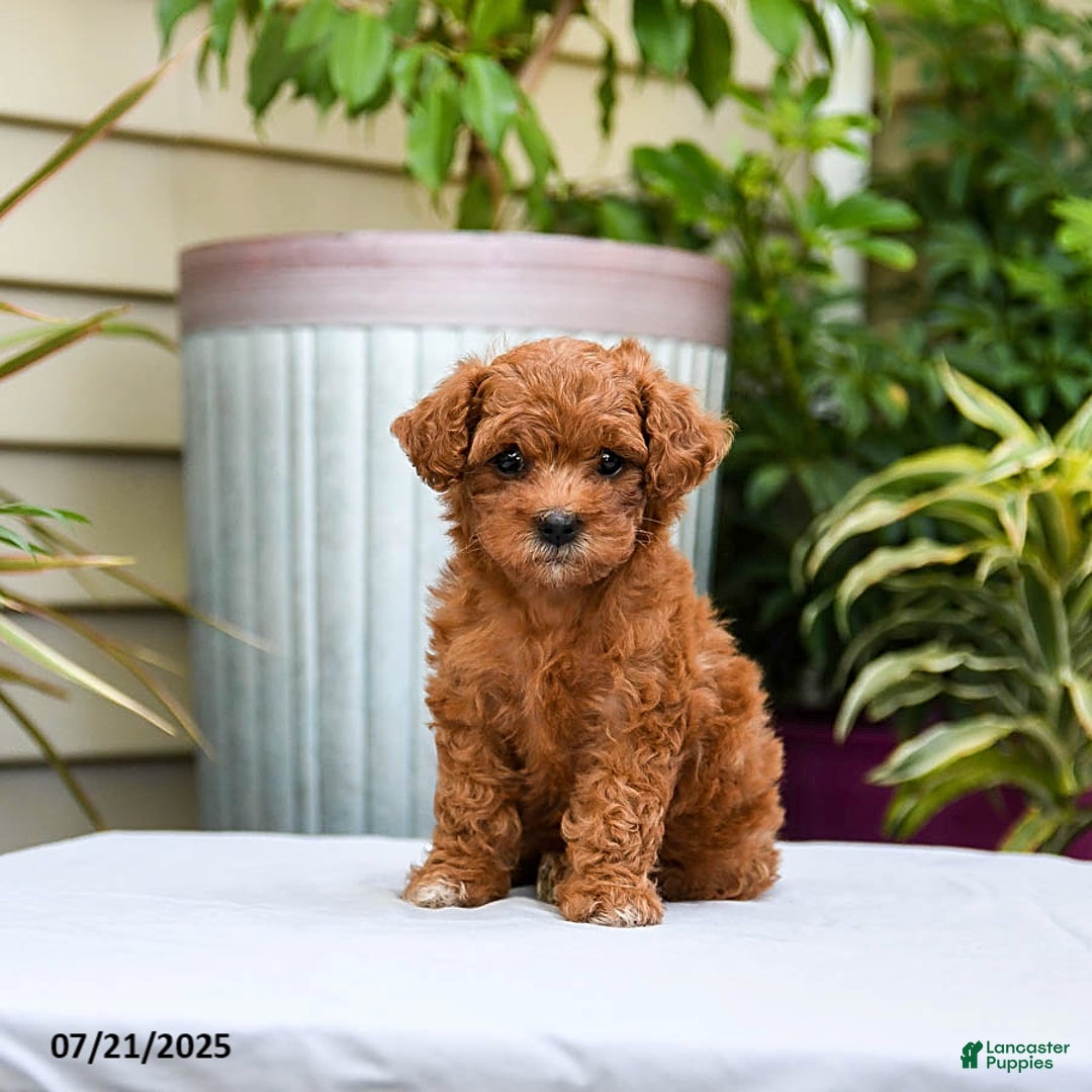 Toy Poodle dogs for sale: Lady - Image 4