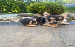 French Bulldog dogs for sale: Rocky - Image 12