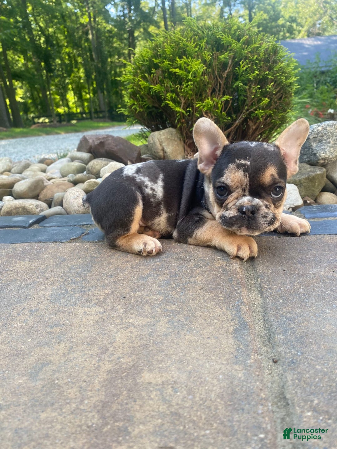 French Bulldog dogs for sale: Rocky - Image 12