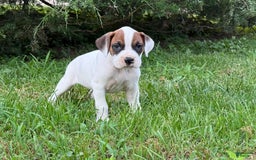 Boxer dogs for sale: Lilo - Image 3