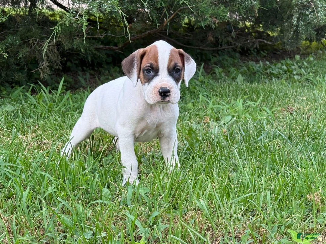 Boxer dogs for sale: Lilo - Image 3