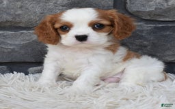 Cavalier King Charles Spaniel dogs for sale: Buddy - Image 3