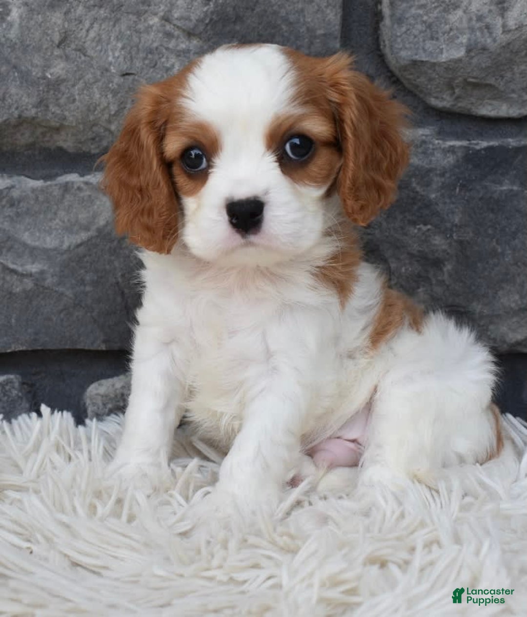 Cavalier King Charles Spaniel dogs for sale: Buddy - Image 3
