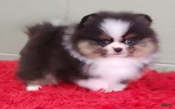 Pomeranian dogs for sale: Tux - Image 5