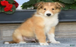 Collie dogs for sale: Paul - Image 8