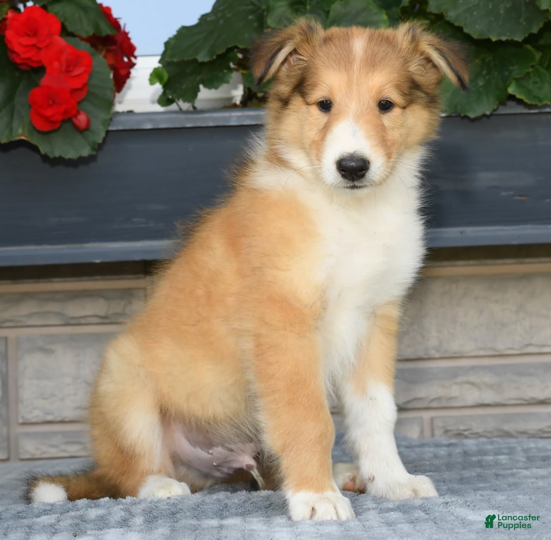 Collie dogs for sale: Paul - Image 8