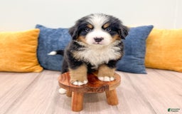 Bernese Mountain Dog dogs for sale: Chief - Image 8