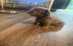 French Bulldog dogs for sale: Keke - Image 4