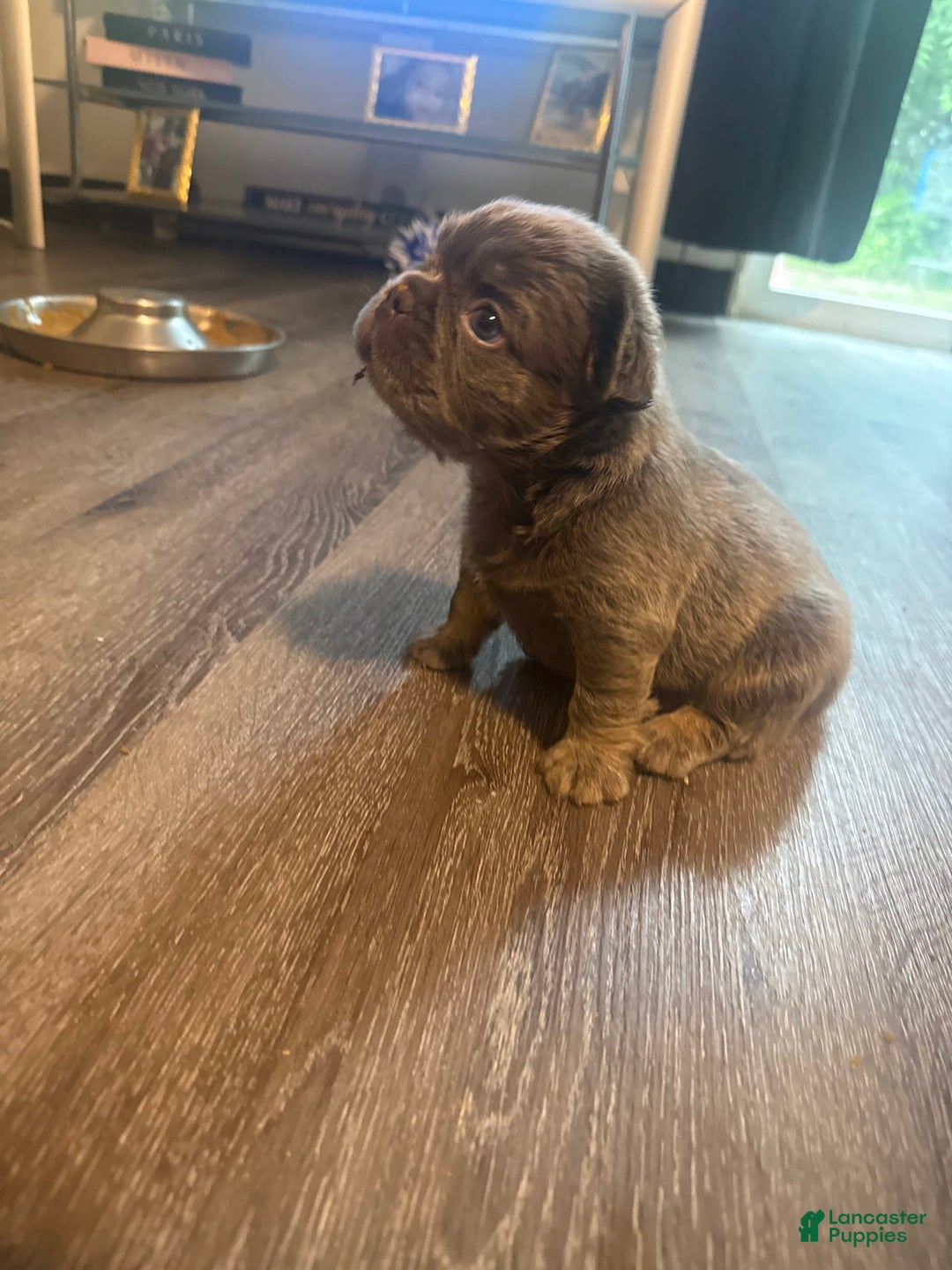 French Bulldog dogs for sale: Keke - Image 4