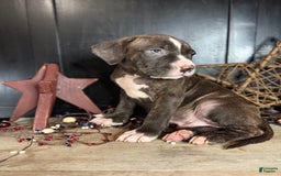 American Bully dogs for sale: Shadow - Image 8