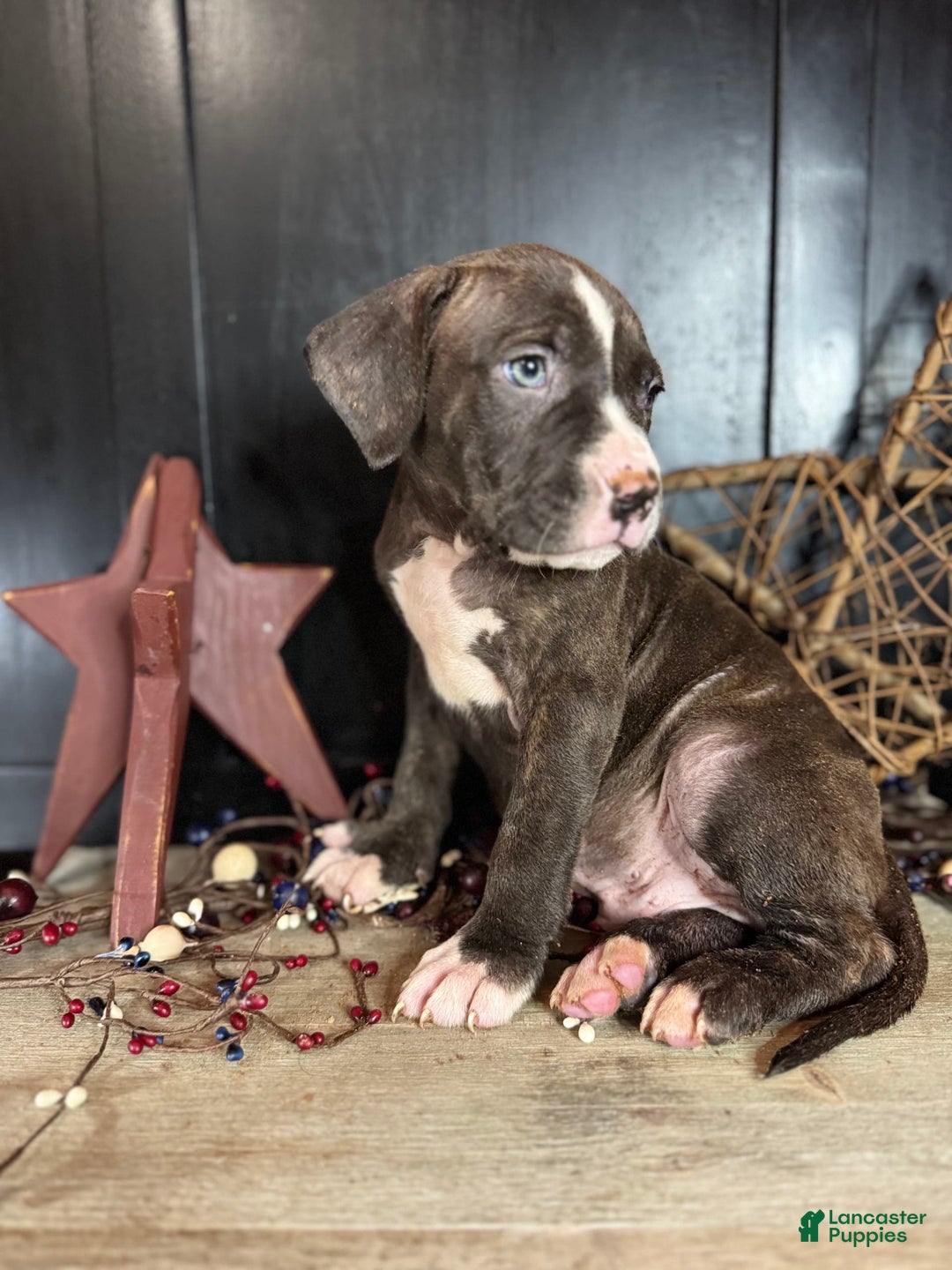American Bully dogs for sale: Shadow - Image 8