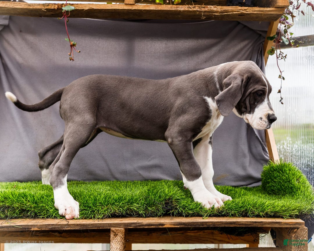 Great Dane dogs for sale: Missy - Image 13