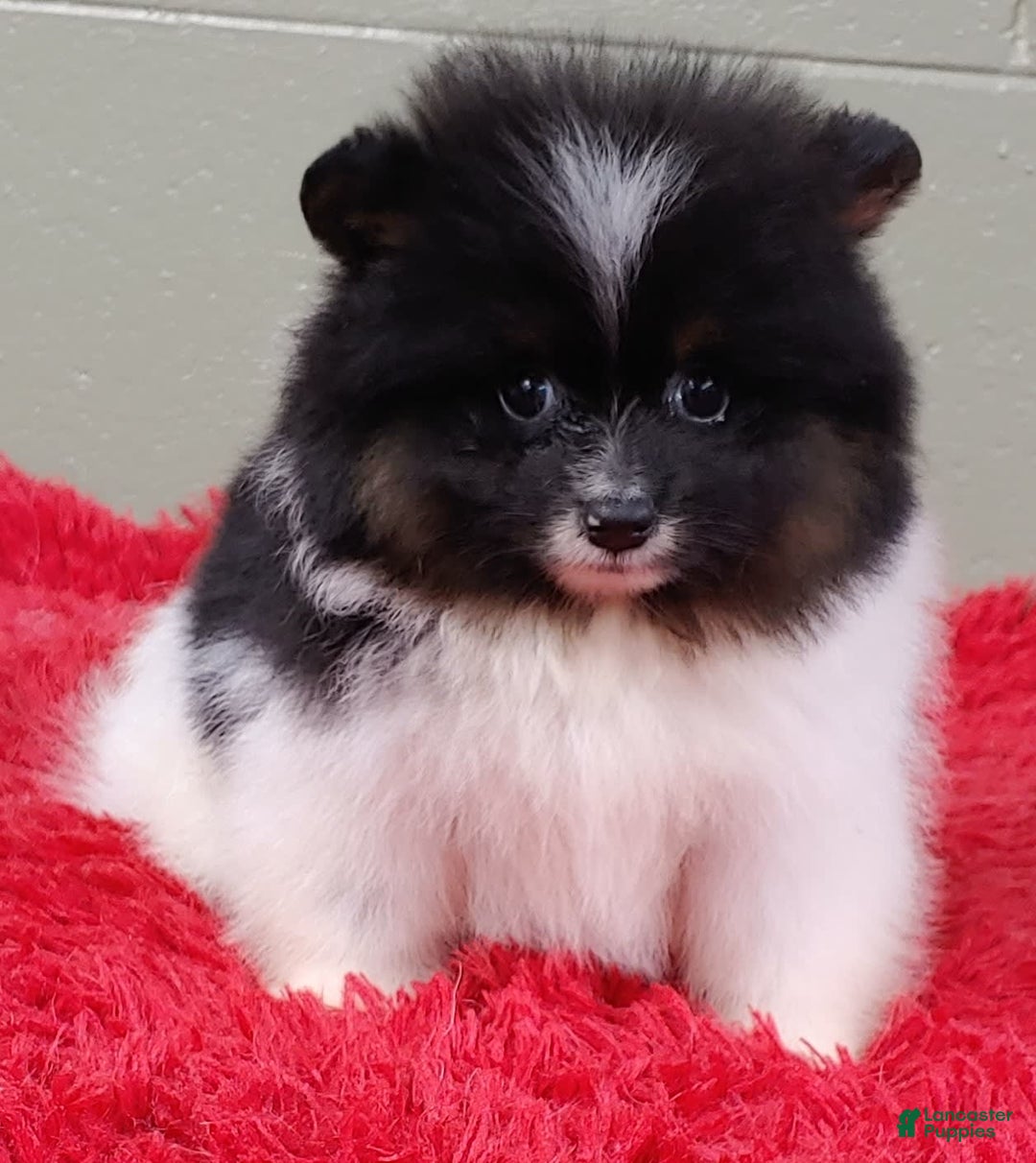 Pomeranian dogs for sale: Flip - Image 8