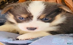 Welsh Corgi Pembroke dogs for sale: Bluie Girl - Image 3