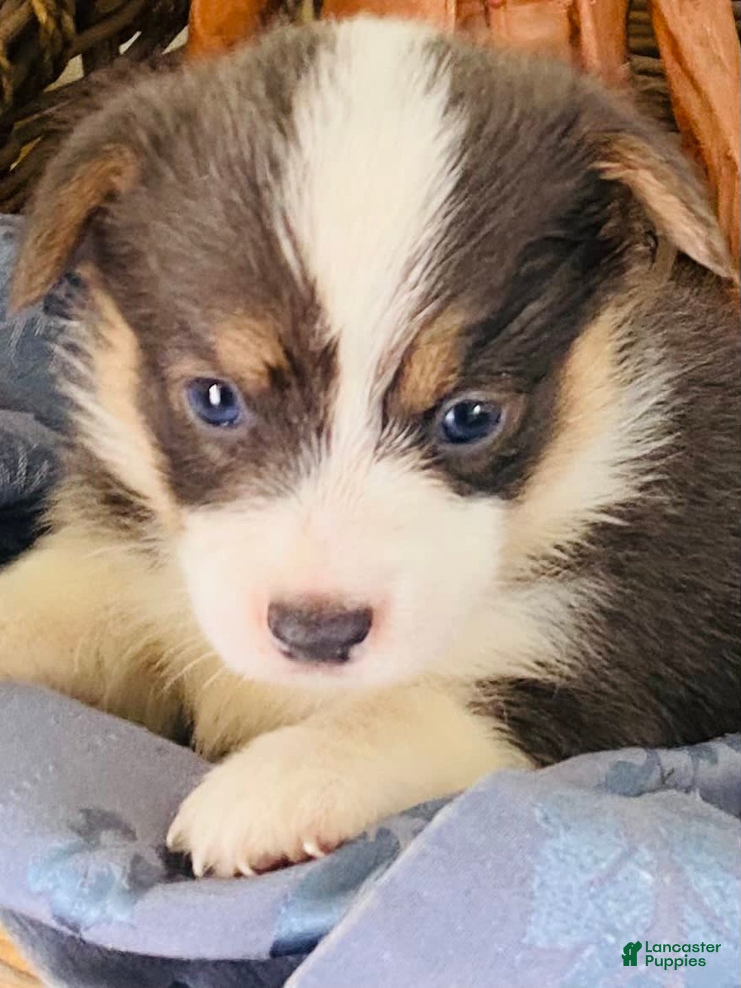 Welsh Corgi Pembroke dogs for sale: Bluie Girl - Image 3