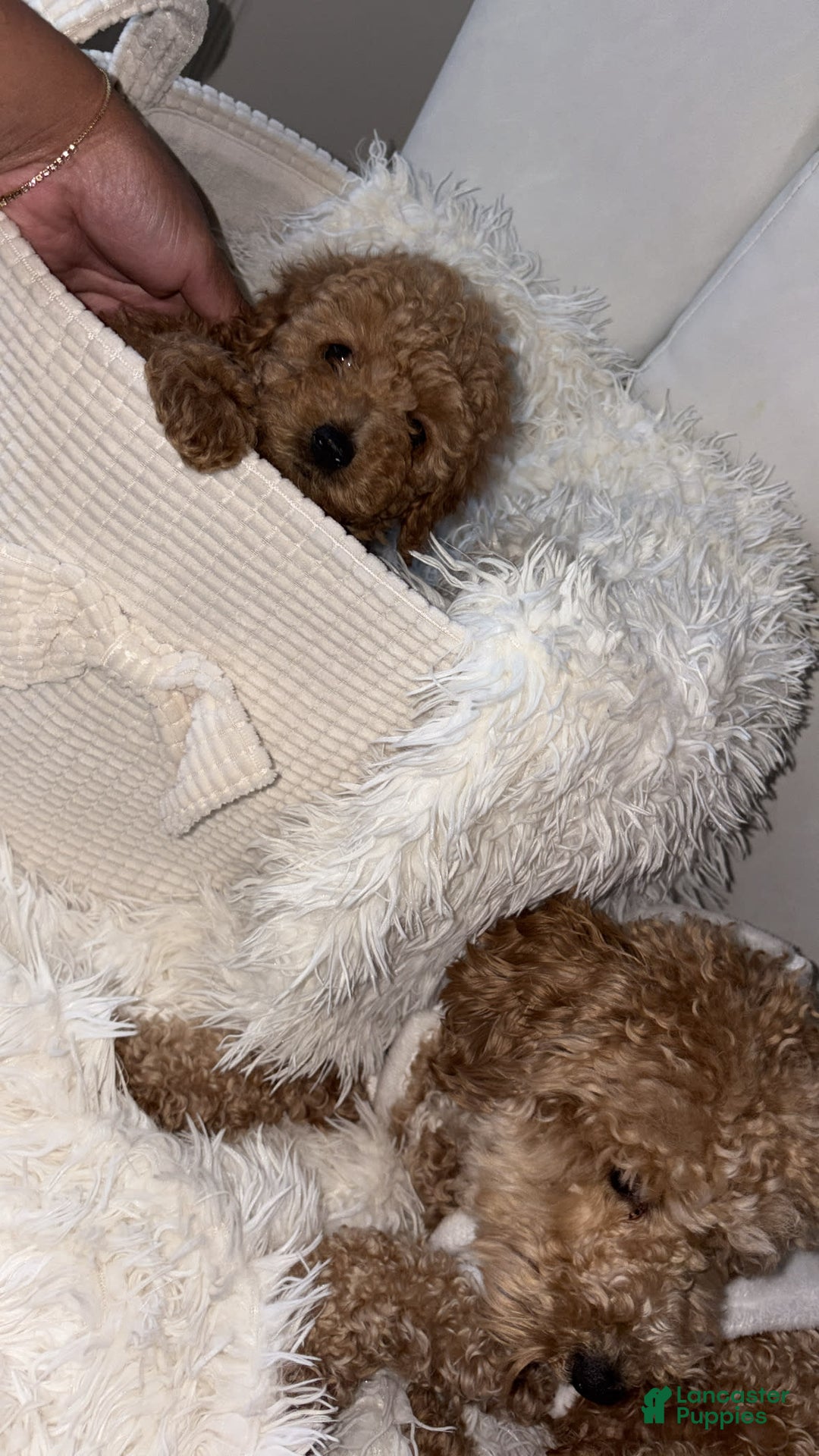 Toy Poodle dogs for sale: Silace - Image 5