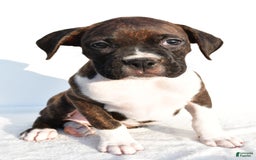 Boxer dogs for sale: Mickey - Image 7