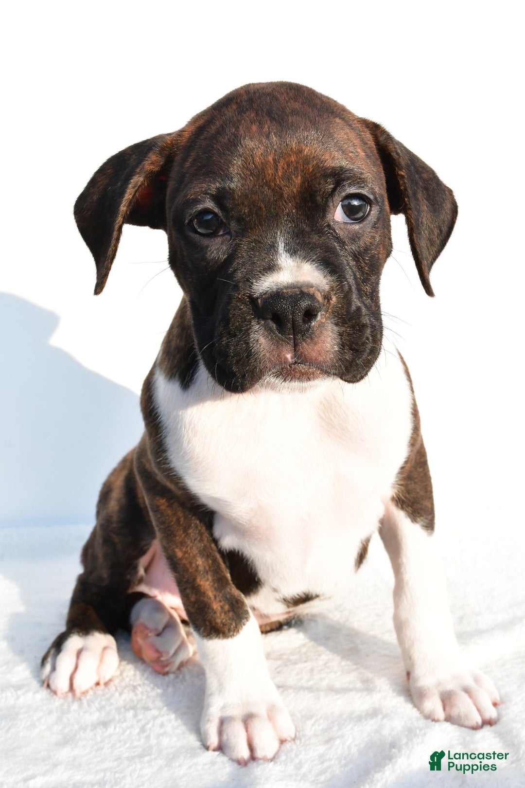 Boxer dogs for sale: Mickey - Image 7
