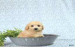 Mini Goldendoodle dogs for sale: Kinley - Image 7