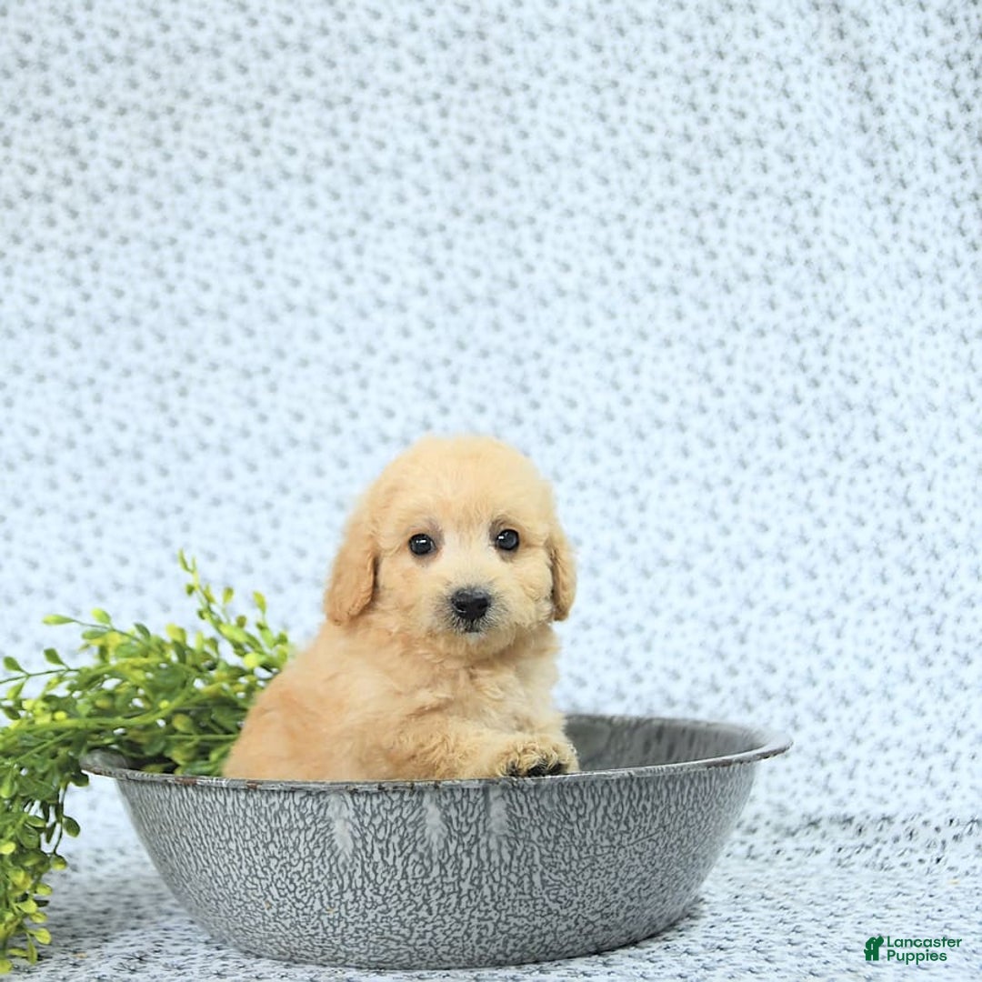 Mini Goldendoodle dogs for sale: Kinley - Image 7