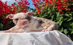 Frenchton dogs for sale: Noelle - Image 2