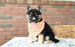 Gerberian Shepsky dogs for sale: Berkley - Image 1