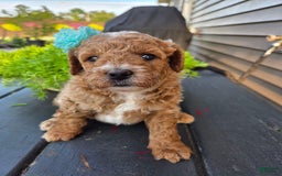 Mini Goldendoodle dogs for sale: Cuddles - Image 3