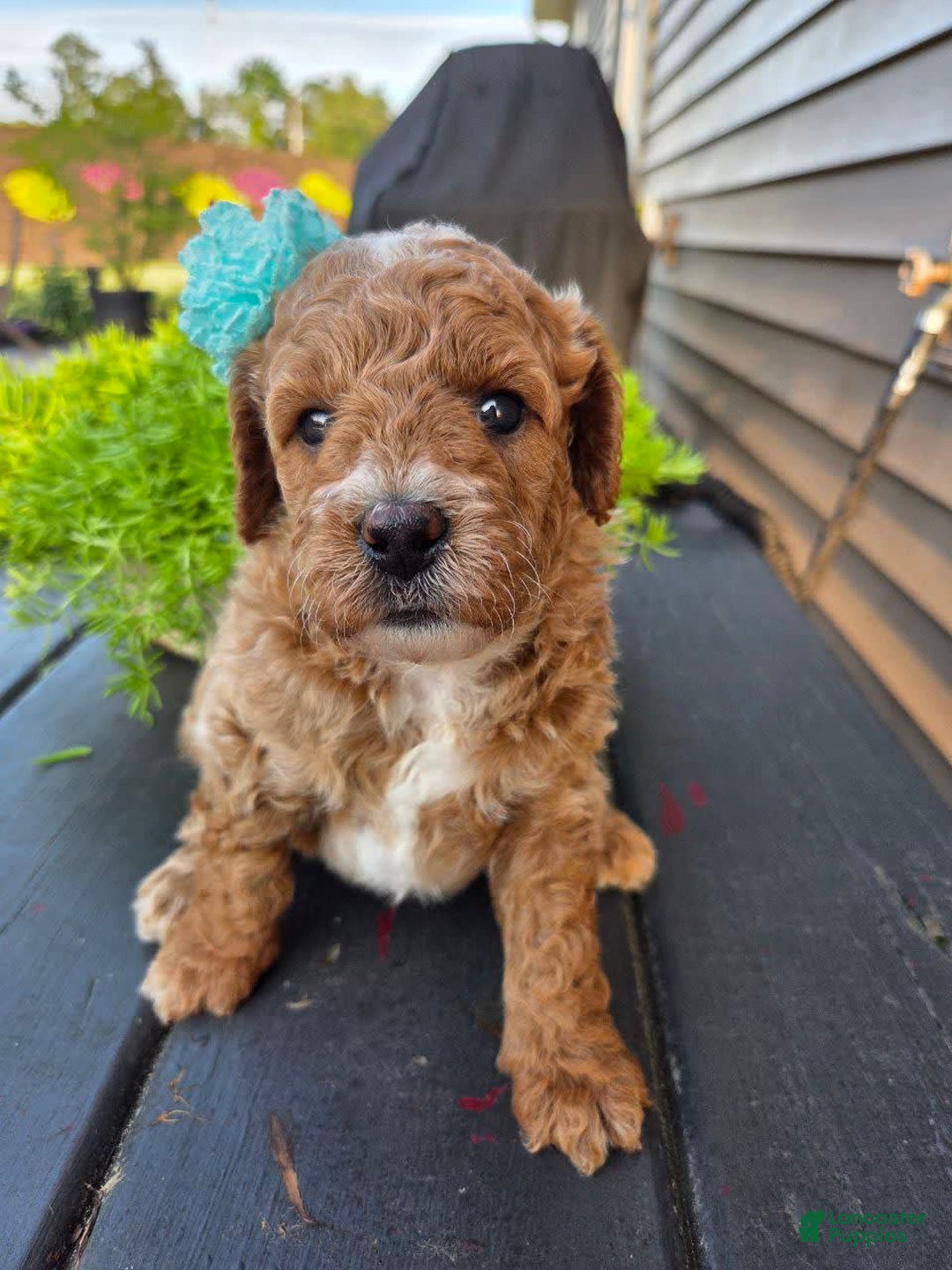 Mini Goldendoodle dogs for sale: Cuddles - Image 3