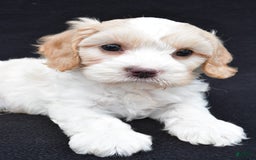 Cavapoo dogs for sale: Snickers - Image 7