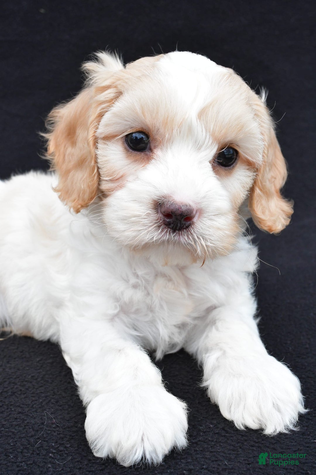 Cavapoo dogs for sale: Snickers - Image 7