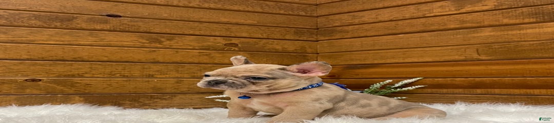 Rosco